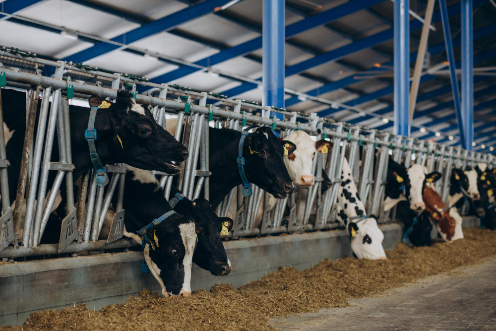 Integrated Dairy Farm